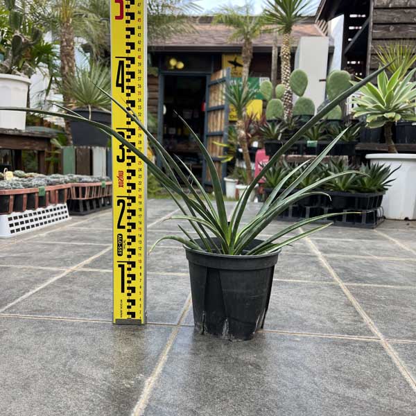 楽天市場】フィリフェラ ユッカの通販