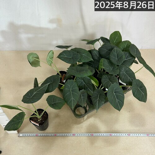 楽天市場】【間伸び気味】アロカシア マハラニ 3号(個体おまかせ1鉢