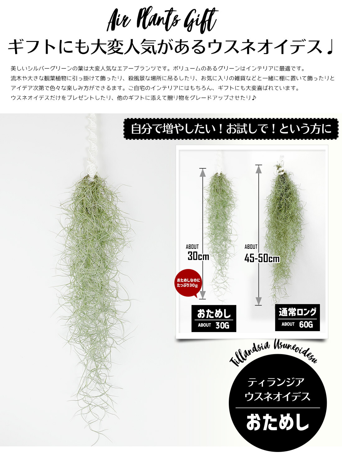 楽天市場】【10%OFFクーポン！5と0のつく日】☆予約☆【只今！増量中