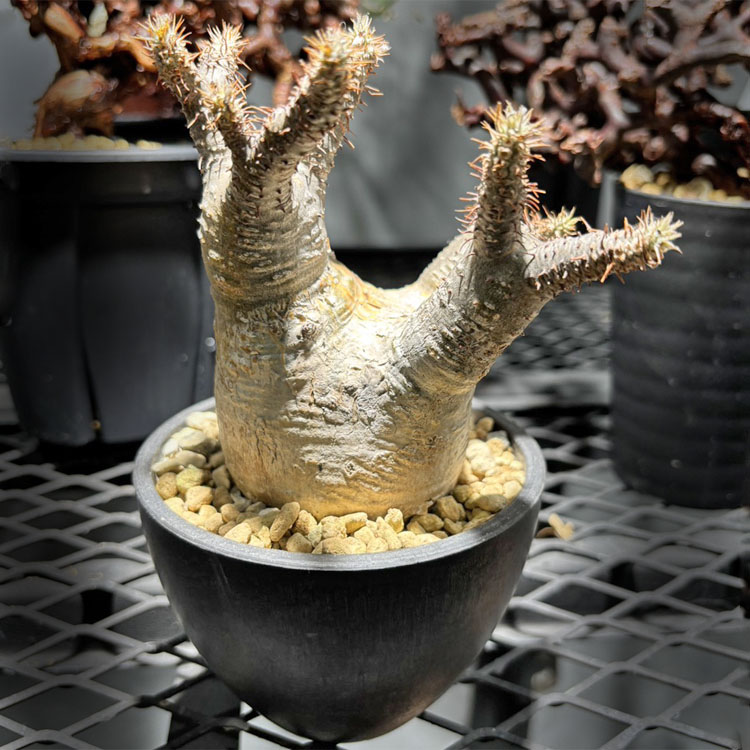 グラキリス パキポディウム」の人気商品一覧 | 安い商品を通販サイト