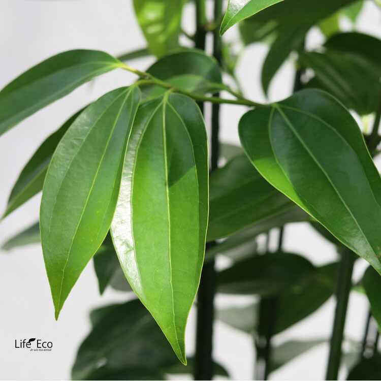 楽天市場】観葉植物 大型 シナモン（セイロンニッケイ） / 10寸・約