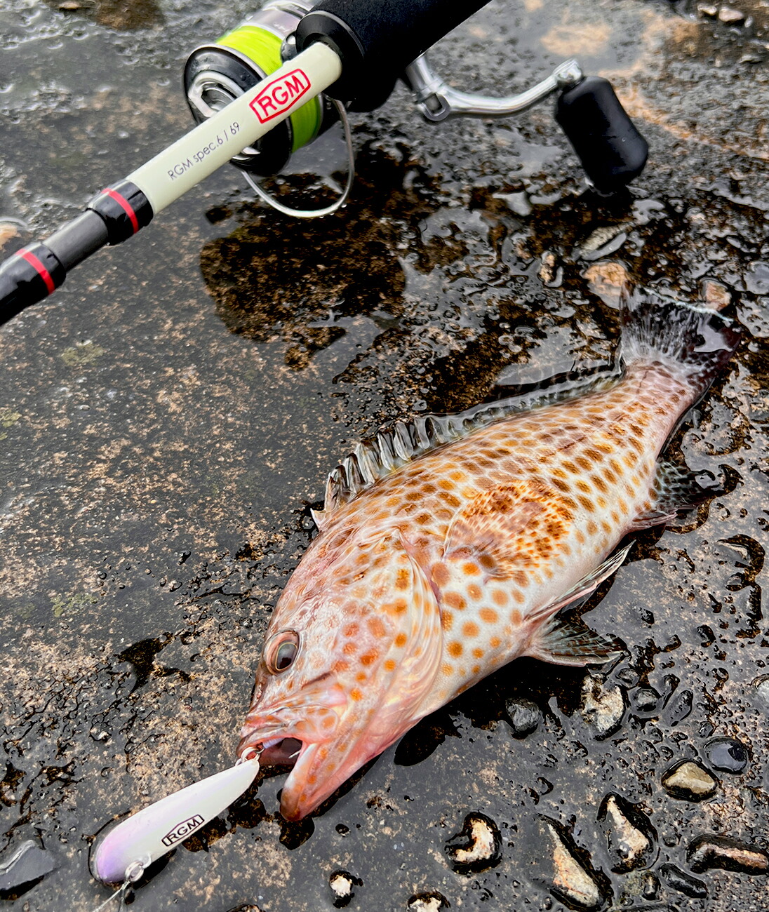 楽天市場】RGM ROOSTER GEAR MARKET JACKALL ジャッカルspec.6 / 69