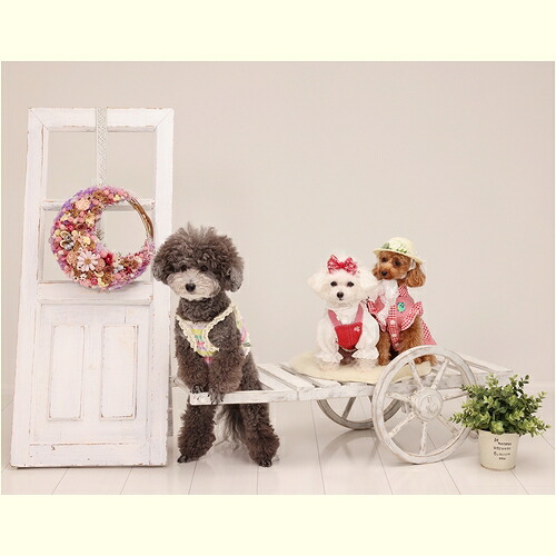 楽天市場】どこでもドア ドラえもん フェイクドア なんちゃってドア