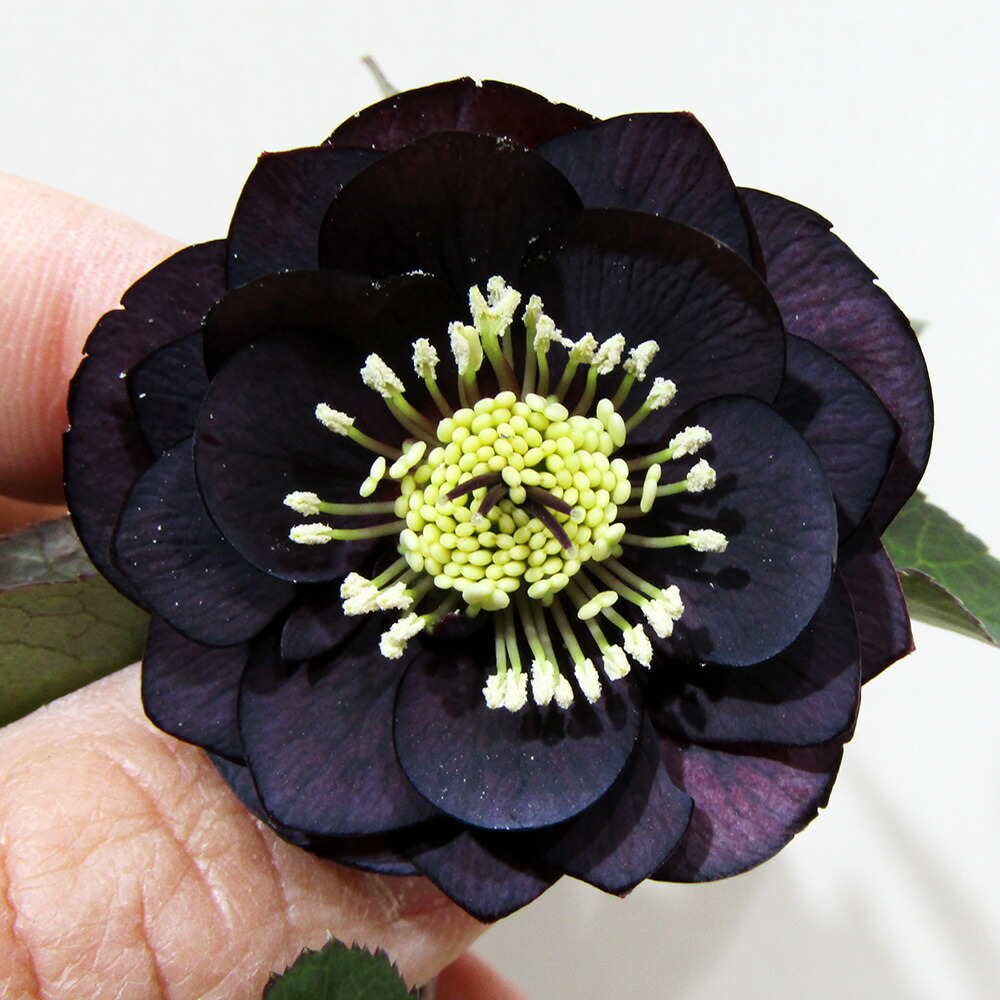 楽天市場】小輪 クリスマスローズの通販