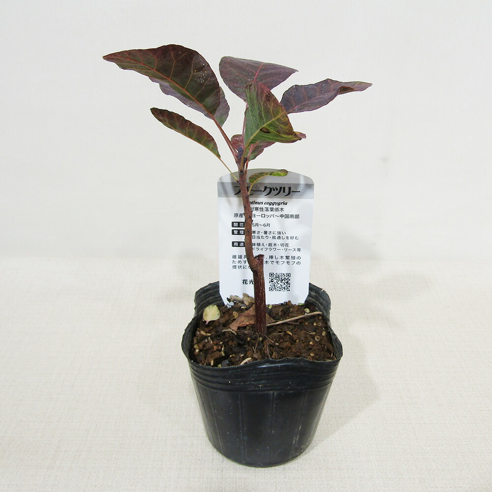 楽天市場】□良品庭木□ NEW！スモークツリー ケムリノキ スノーパフ