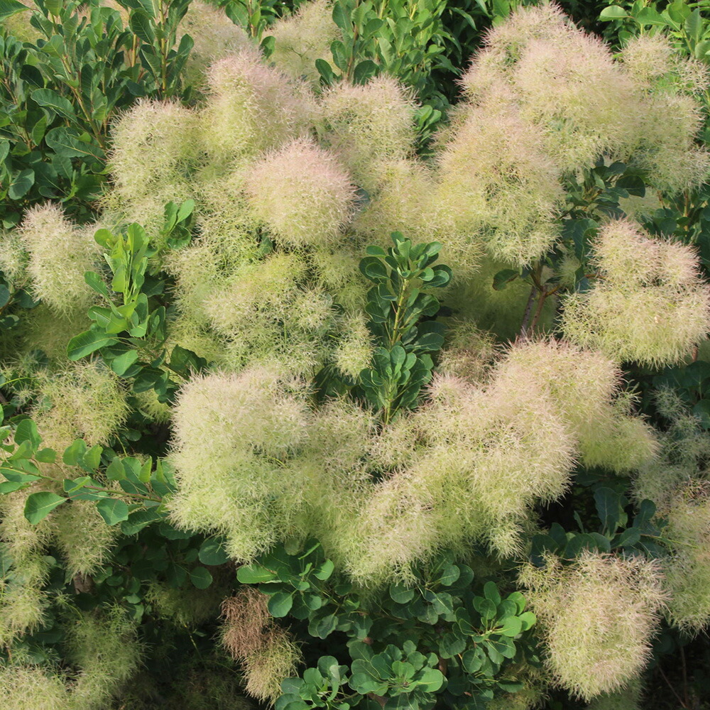 楽天市場】□良品庭木□ NEW！スモークツリー ケムリノキ スノーパフ