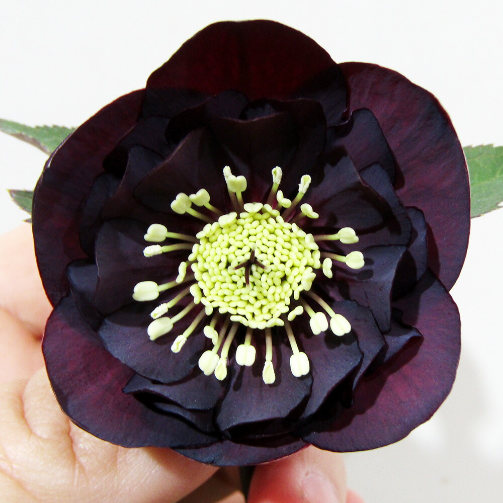 楽天市場】加藤 農園 クリスマス ローズの通販