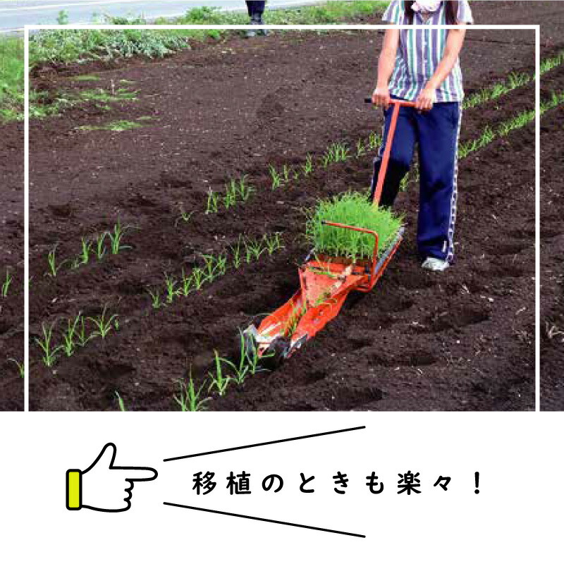 楽天市場】チェーンポット CP303 150冊 (個) 株間5cm 264鉢 播種