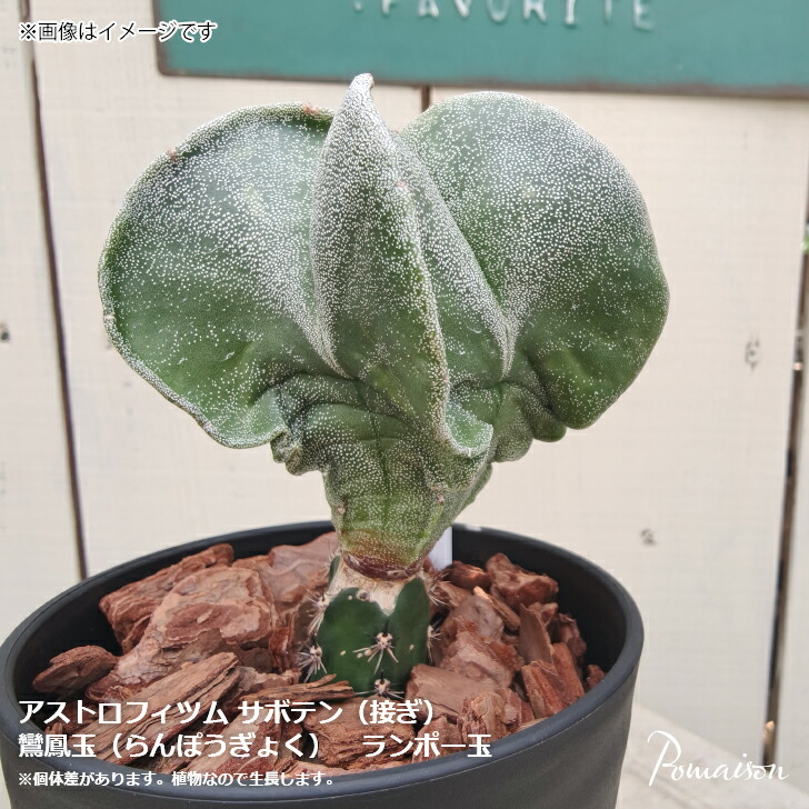 楽天市場】アストロフィツム ランポー玉 鸞鳳玉 らんぽうぎょく 接ぎ