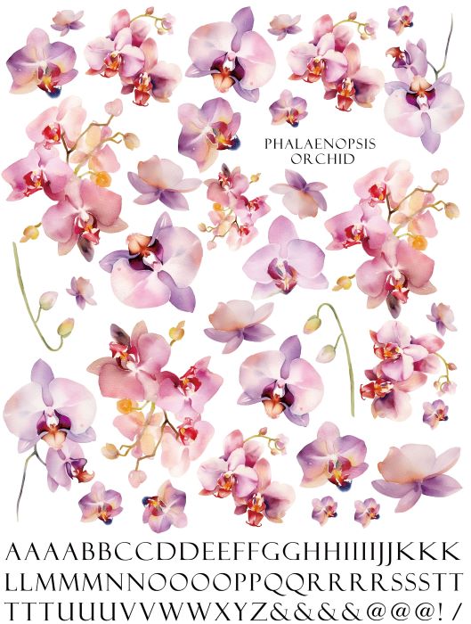 楽天市場】ポーセラーツ 転写紙 【白磁用】水彩ファレノプシス