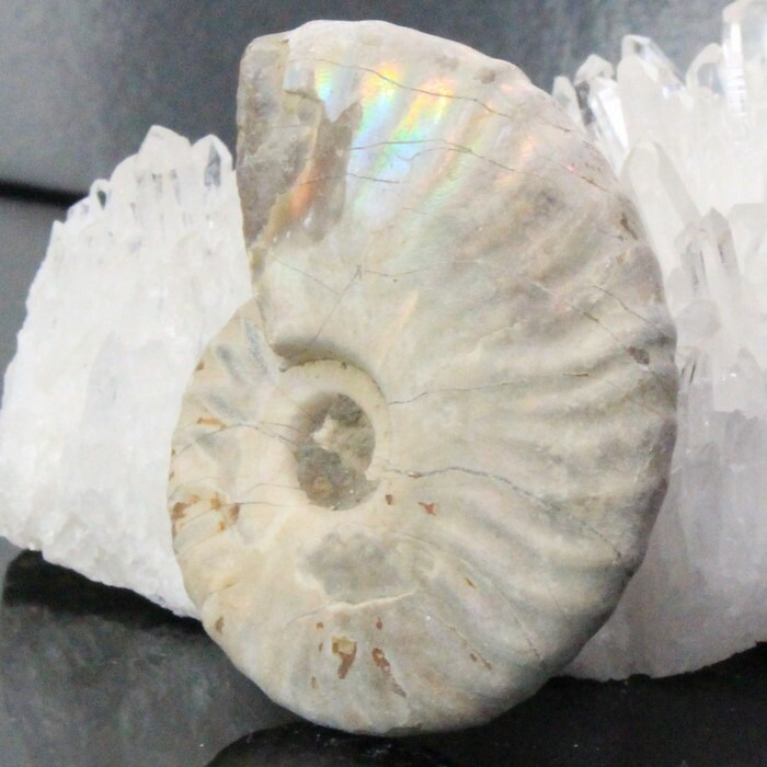 楽天市場】【虹に輝くマダガスカル産】アンモナイト 化石 虹