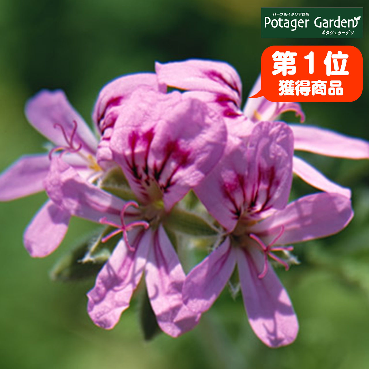 ローズゼラニウム」の人気商品一覧 | 安い商品を通販サイトから探す