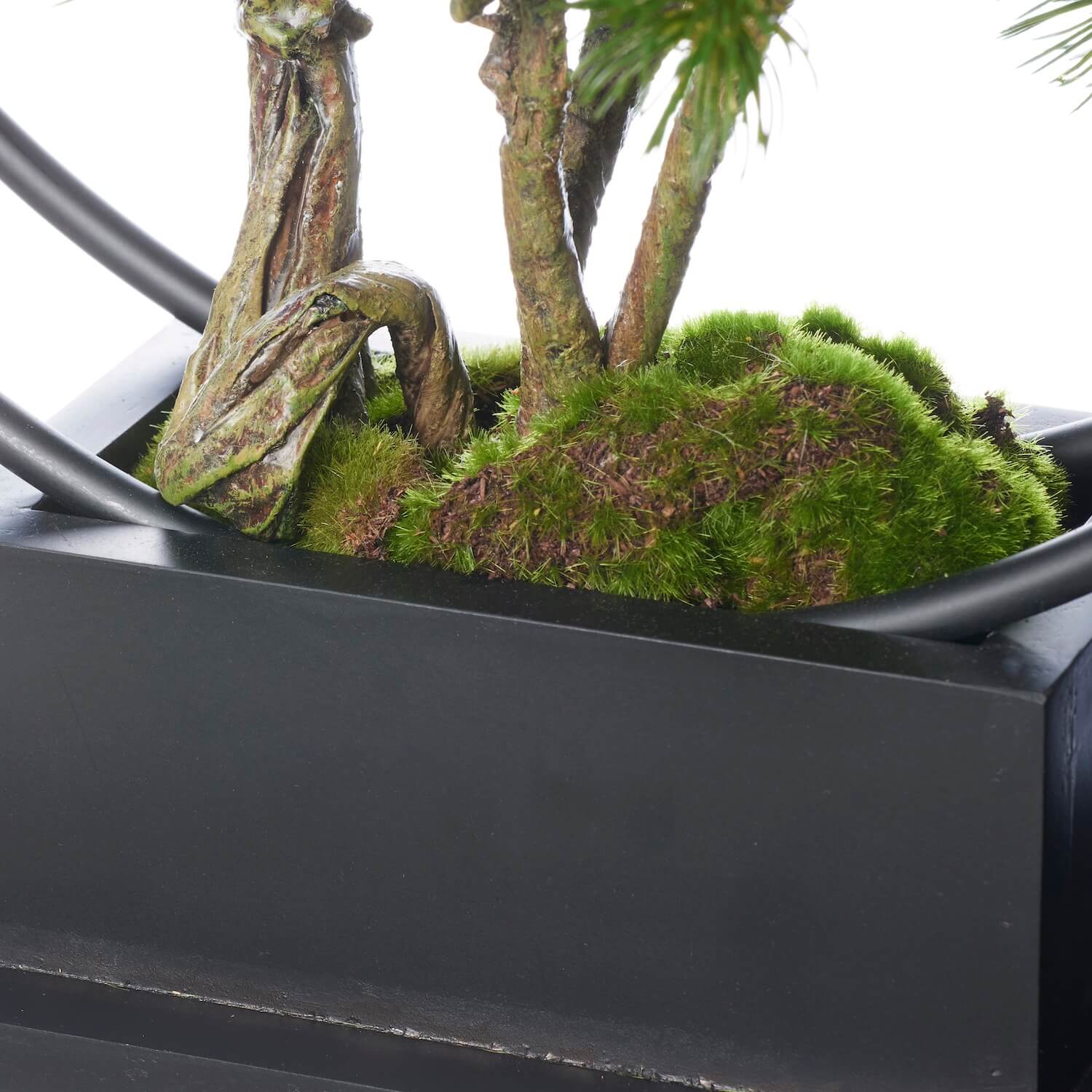 楽天市場】【公式】松 吹き流し 2本 リングベースL CUPBON 盆栽