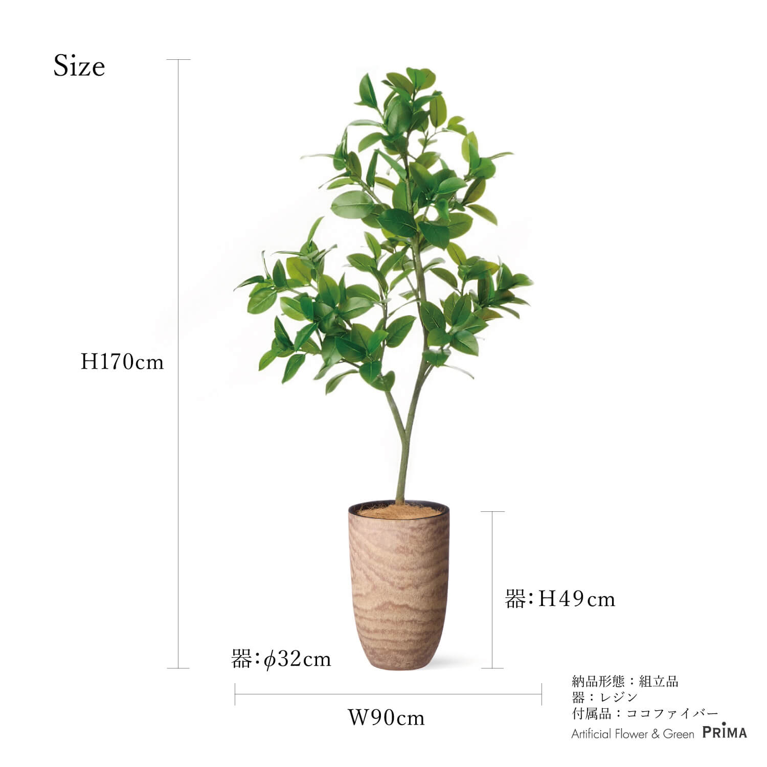 楽天市場】【公式】フィカスソフィア ウッドプランター H170cm 観葉