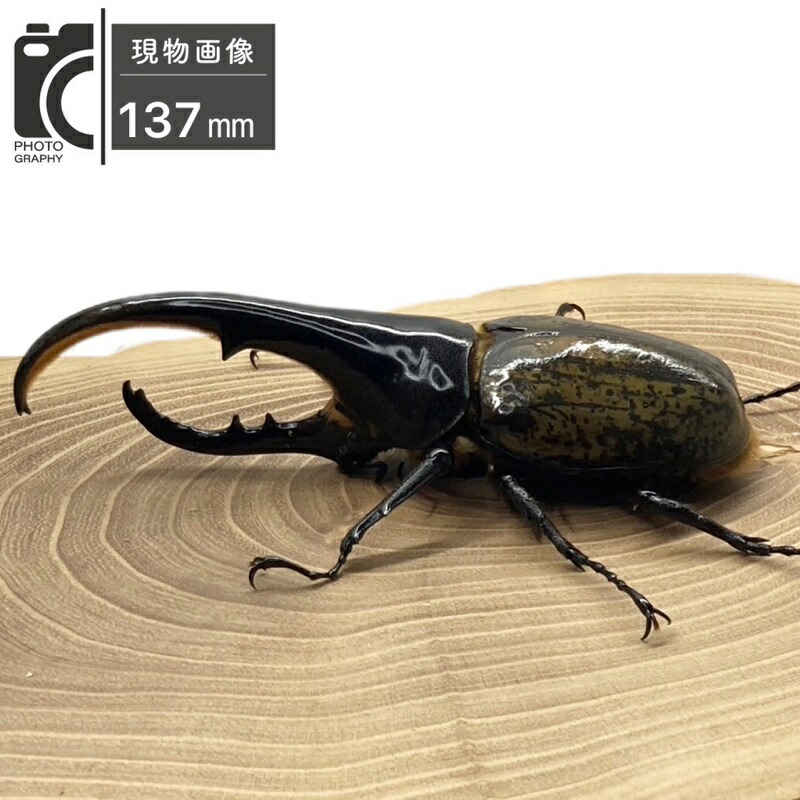 楽天市場】ヘラクレスオオカブト 【ヘラクレスヘラクレス】 オス単品