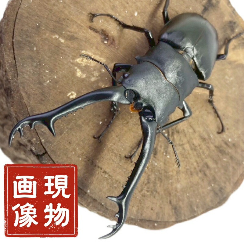 楽天市場】ギラファノコギリクワガタ オス 【フローレス島産】 【亜種