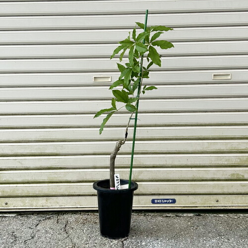 ホワイトサポテ 苗」の人気商品一覧 | 安い商品を通販サイトから探す