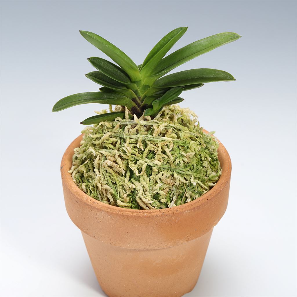 楽天市場】富貴蘭 フウキラン 玉金剛 風蘭 フウラン : フェニックス