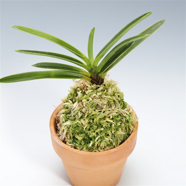 楽天市場】富貴蘭 フウキラン 羅紗覆輪 風蘭 フウラン : フェニックス