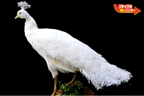楽天市場】【博物館展示品】剥製 白孔雀【中古】 : リサイクル