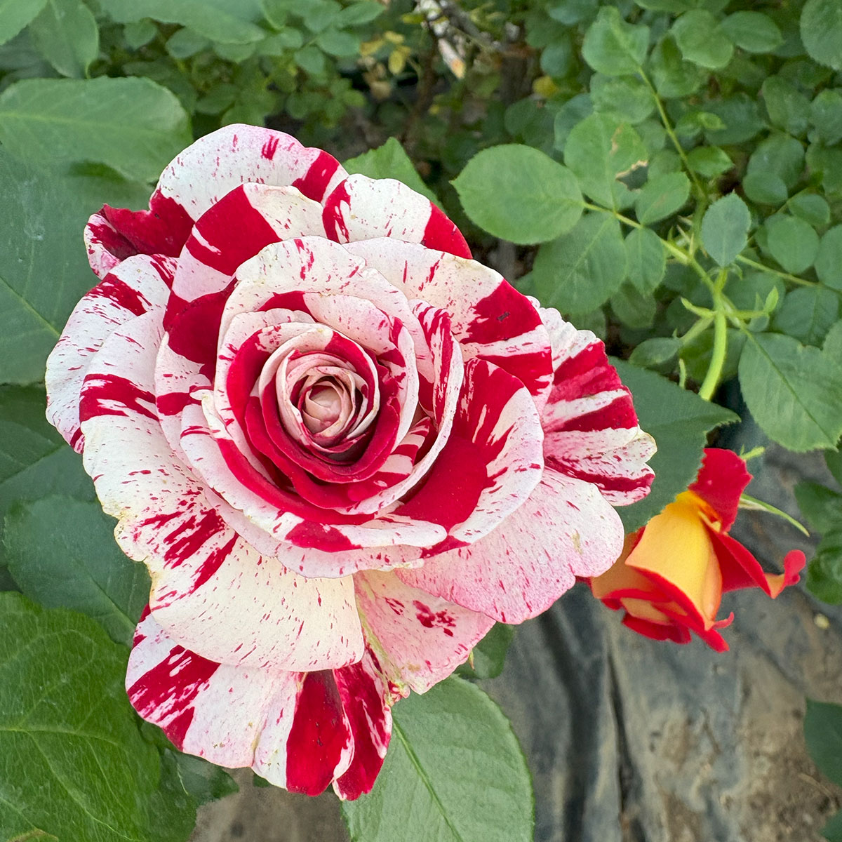 楽天市場】予約苗 バラ苗 【ロックンロール (ロック＆ロール)】 (新苗