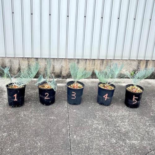 楽天市場】ディオーン エデュレ Dioon Edule 蘇轍 ソテツ コーデック