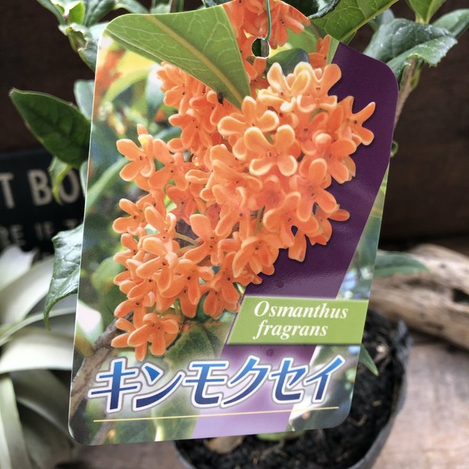 楽天市場】ユッカ アロイフォリア バリエガータ（斑入り） 5号ポット