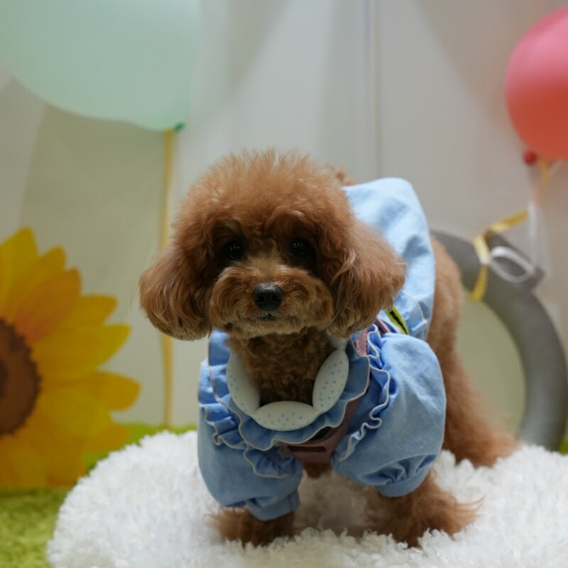 楽天市場】SUO(R) 公式 2026年新商品 Made ln Japan 神戸 の自社工場で