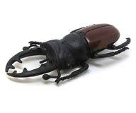 楽天市場】ムシキング マンディブラリスフタマタクワガタの通販