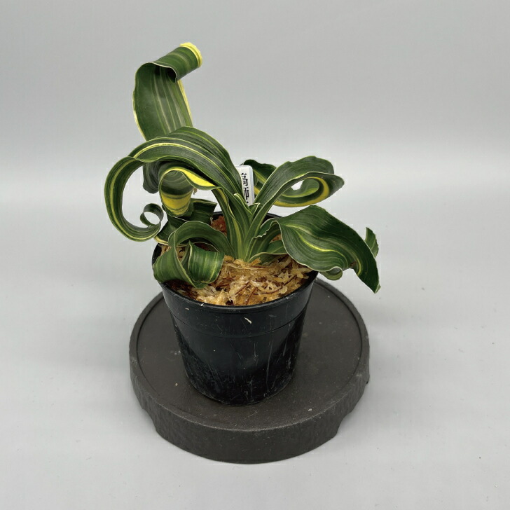 楽天市場】◇獅子万年青 縞獅子◇万年青 引っ越し万年青 獅子万年青