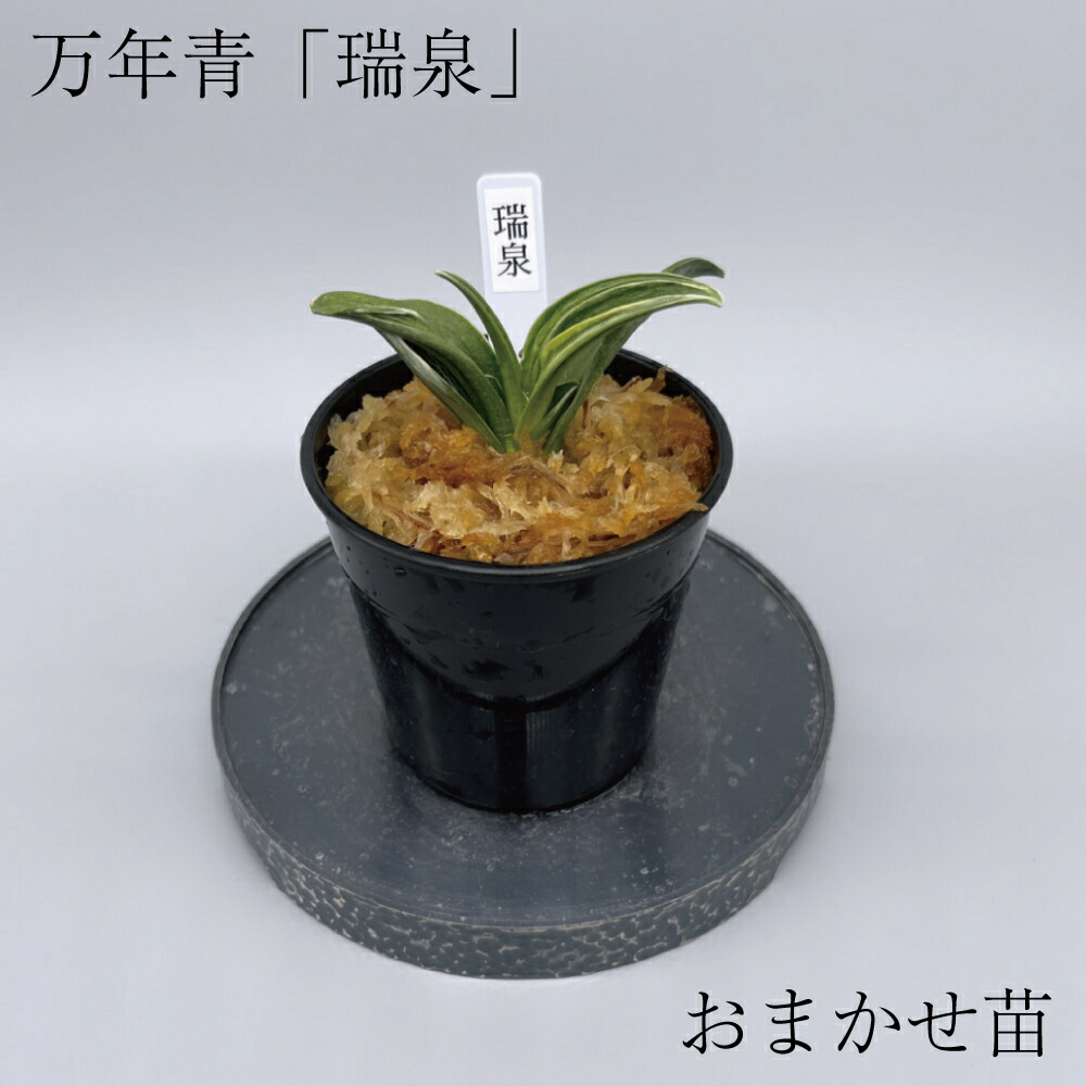 楽天市場】万年青（観葉植物｜花・観葉植物）：花・ガーデン・DIYの通販