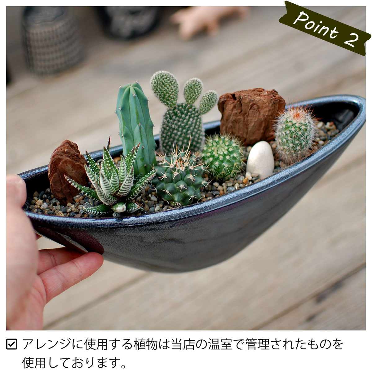 楽天市場】【サボテン 多肉植物 6種類 寄せ植え/ ウェーブポット L