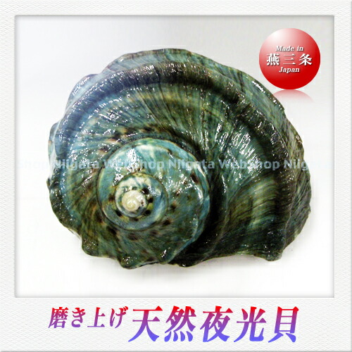 楽天市場】SAKS 天然夜光貝 インテリア : Saks WebShop