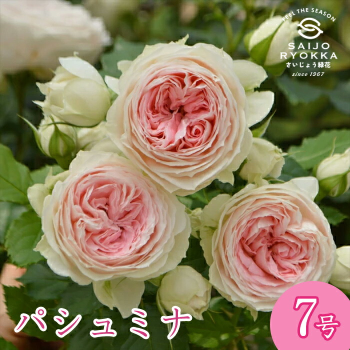 楽天市場】予約バラ苗 京成バラ園 コルデス パシュミナ 大苗 7号鉢