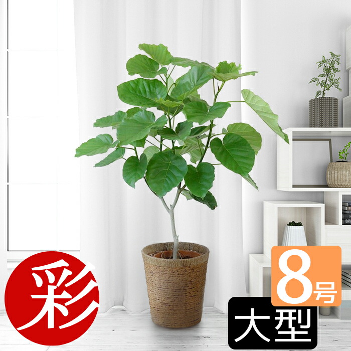 楽天市場】ウンベラータ 8号鉢 観葉植物 本物 フィカス・ウンベラータ