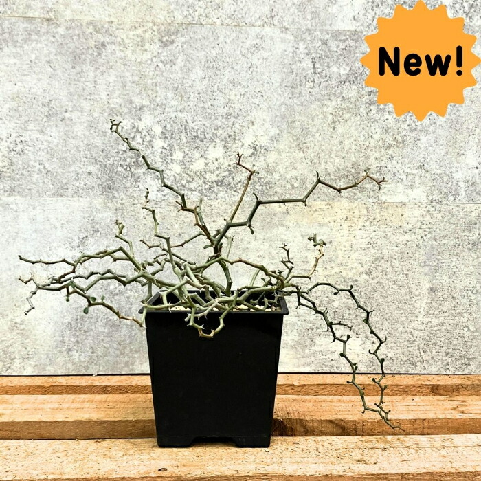 楽天市場】観葉植物 【現品】 希少 デカリア・マダガスカリエンシス