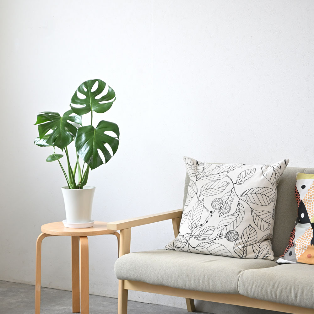 楽天市場】モンステラ 観葉植物 本物 大型 6号鉢 鉢カバーオプション