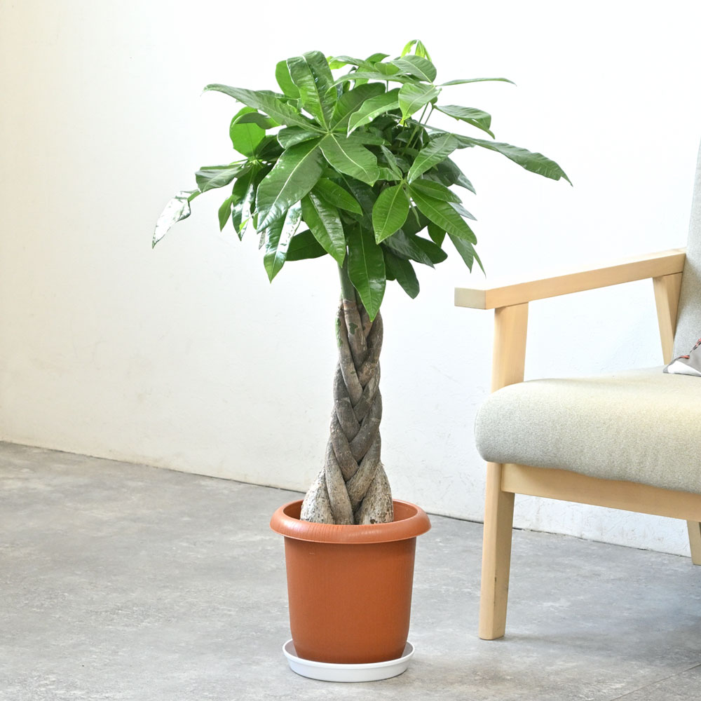 楽天市場】【土日限定ポイント2倍】パキラ 7号鉢 観葉植物 大型 本物