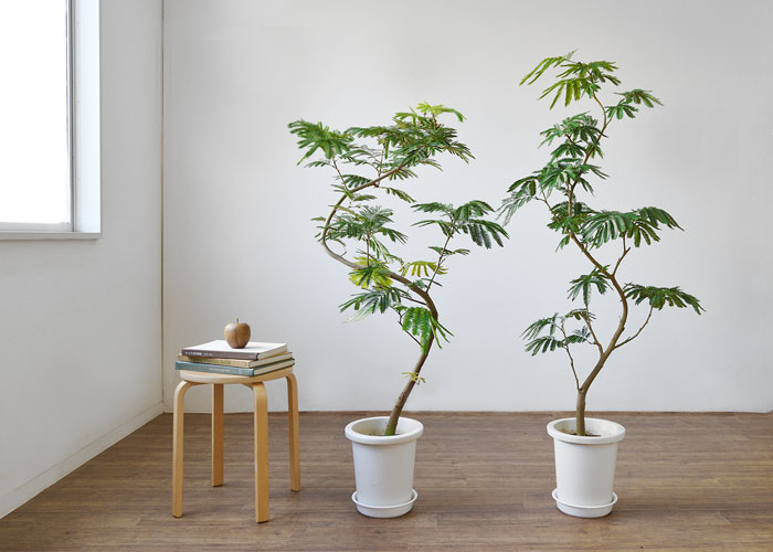 楽天市場】【土日限定ポイント2倍】観葉植物 エバーフレッシュ 8号鉢