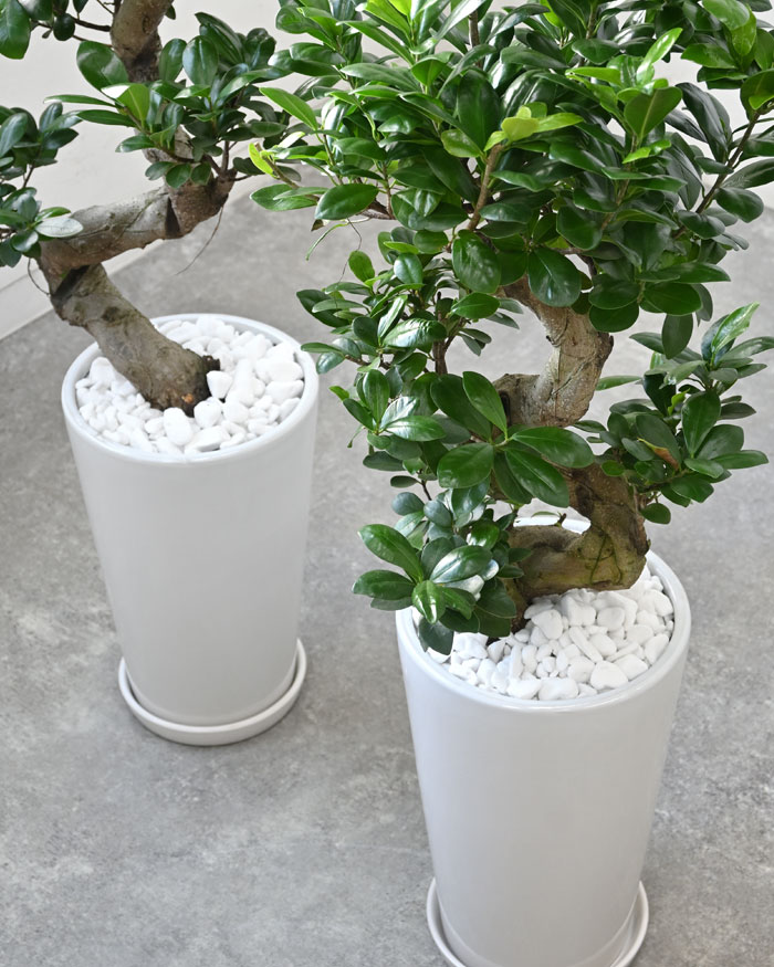 楽天市場】ガジュマル（昇り竜）シャイニーホワイト ラウンドポット