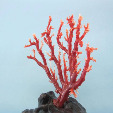 楽天市場】高知沖産血赤珊瑚の拝見 原木 置物 艶出し加工済み 黒檀台