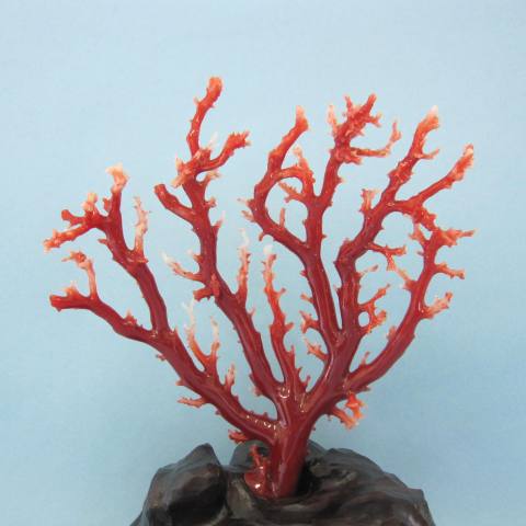 楽天市場】高知沖産血赤珊瑚の拝見 原木 置物 艶出し加工済み 黒檀台