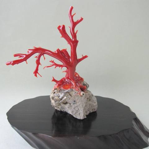 珊瑚 原木 置物 赤珊瑚 日本 高知産血赤珊瑚 原木 拝見 置物 素材 枝