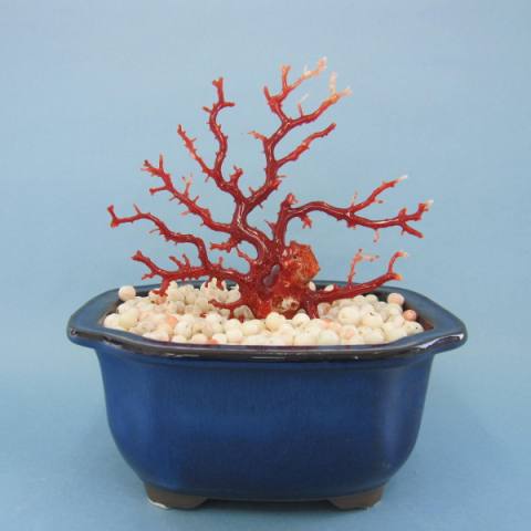 楽天市場】日本・高知沖産血赤珊瑚の拝見 原木 置き物（艶出し加工済み