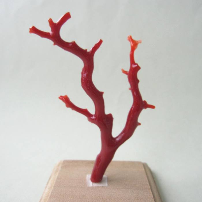 楽天市場】日本 高知沖産血赤珊瑚 拝見 置き物 原木 置物 飾り台付