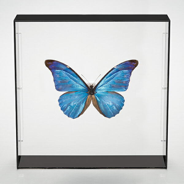 楽天市場】蝶の標本コレクション 「レテノールモルフォ」 : 仏像・掛軸