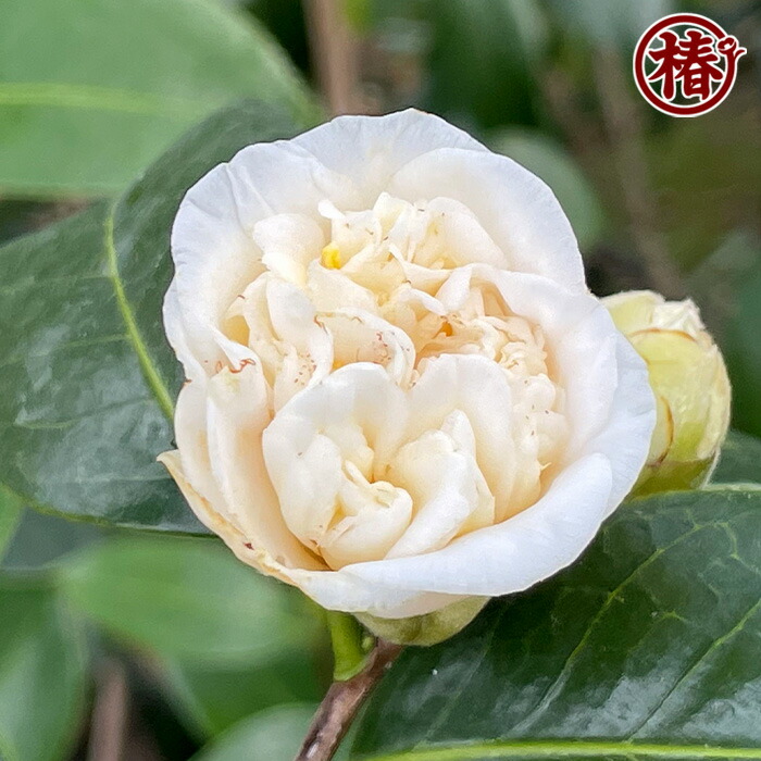 楽天市場】白唐子・しろからこ15cmポット挿木苗【椿 つばき ツバキ 椿