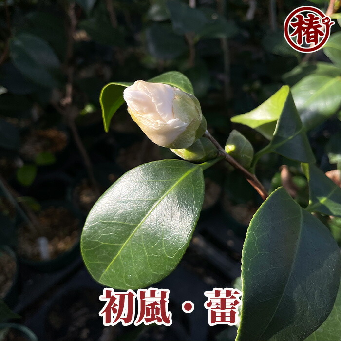 レディ パーメラ(希少白唐ツバキ) 楽天市場】白卜伴・しろぼくはん15cm