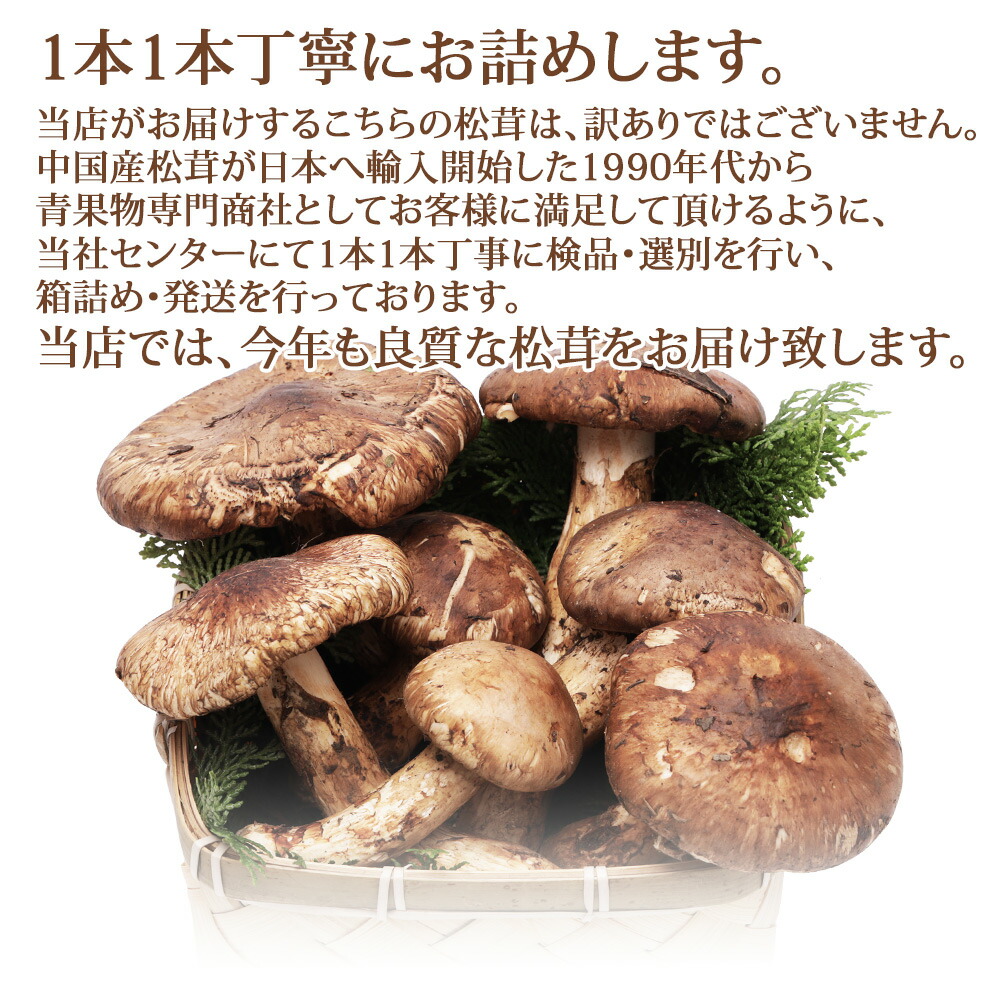 楽天市場】＼シーズン終了／ 中国産 松茸 生松茸 特選 250g / 500g