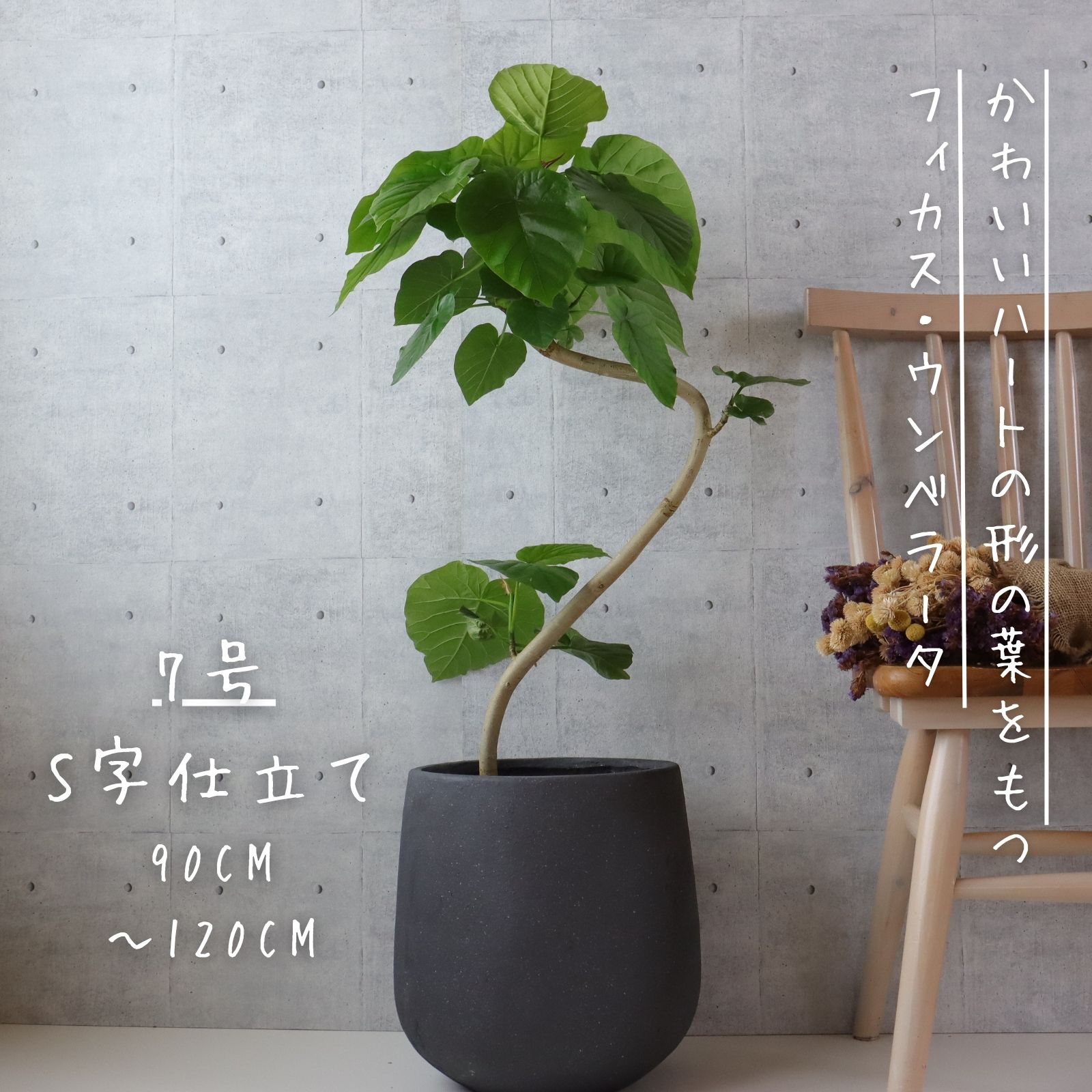 楽天市場】フィカス ウンベラータ 曲がり S字 仕立て ゴムの木 お祝い